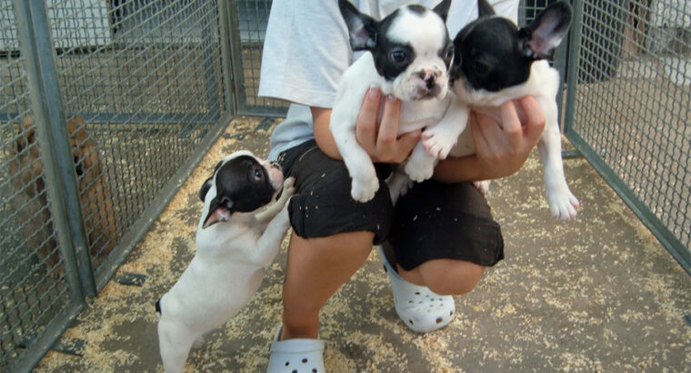 Gorgeous French Bulldog Puppies ready to go