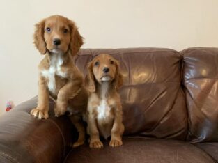 Cocker Spaniel puppies. Ready To Leave