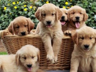 Gorgeous Golden Retriever puppies +447440524997 A
