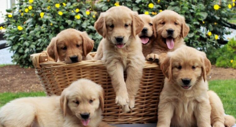 Gorgeous Golden Retriever puppies +447440524997 A
