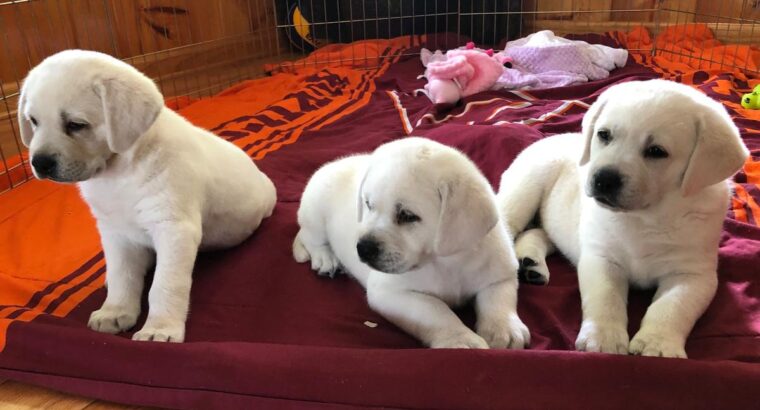Kc Reg Labrador Retriever Pups For Sale.