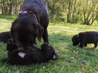 Kc reg Labrador retriever puppies