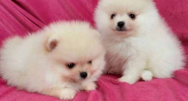 White Pomeranians puppies available