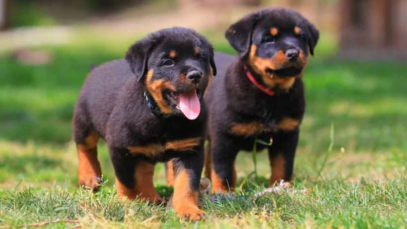 Top Quality Rottweiler Puppies +447440524997 Top
