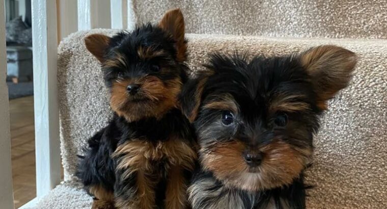 Adorable Yorkshire Terrier Puppies