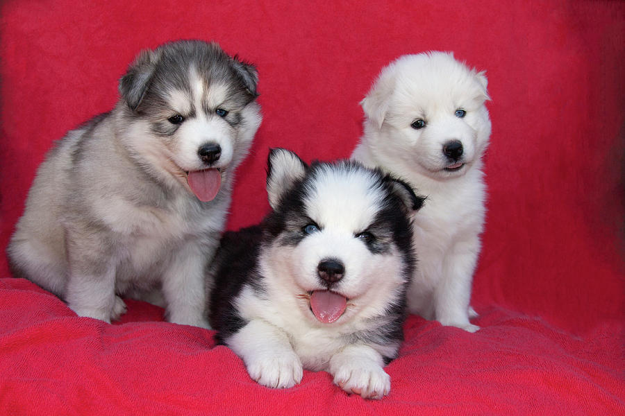 Blue Eyes Siberian Husky Puppies for sale