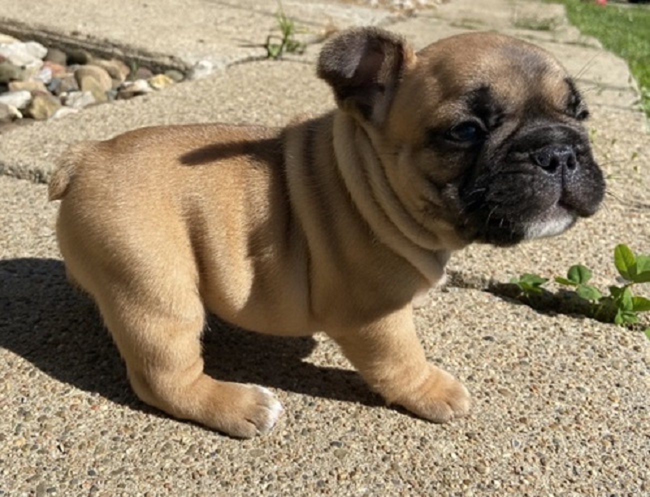 Available Frech Bulldog puppies for sale
