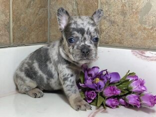 M&F French puppies for sale