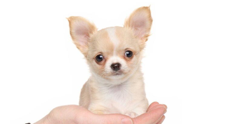 Chihuahua Puppies for sale