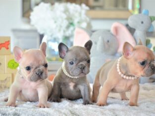 Cute French Bulldog puppies for sale