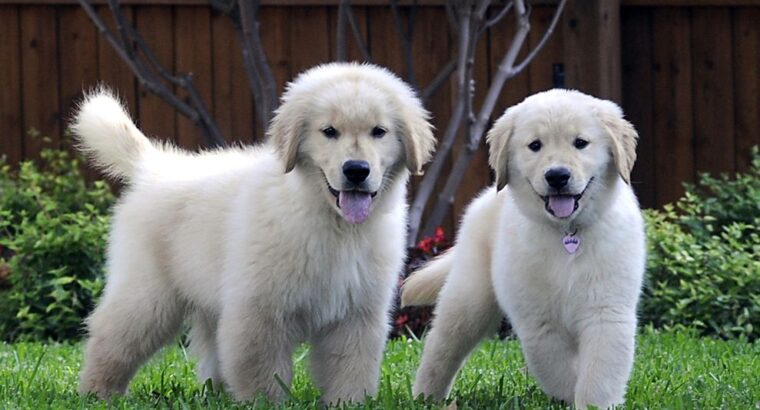 Charming Golden Retriever puppies for sale