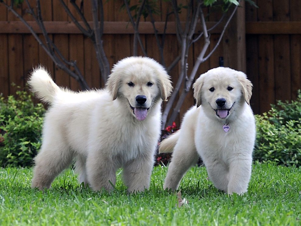 Charming Golden Retriever puppies for sale