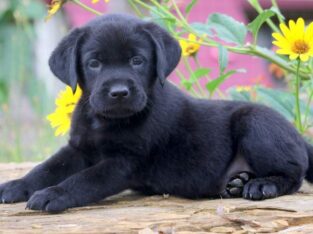 Beautiful Labrador Puppies for sale