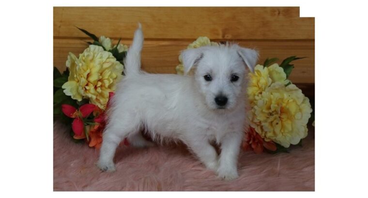 Stunning West Highland White Terrier Babies