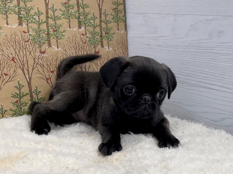 Pretty male and female Pug Puppies for sale