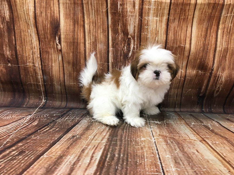 male and female Shih Tzu Puppies For sale