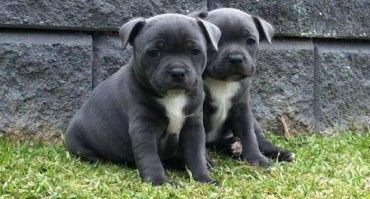 Staffordshire Bull Terrier Males and females
