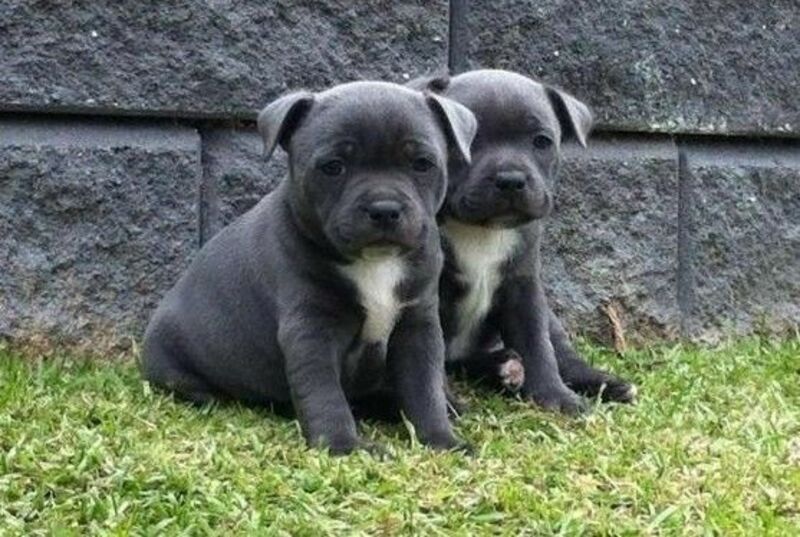 Staffordshire Bull Terrier Males and females
