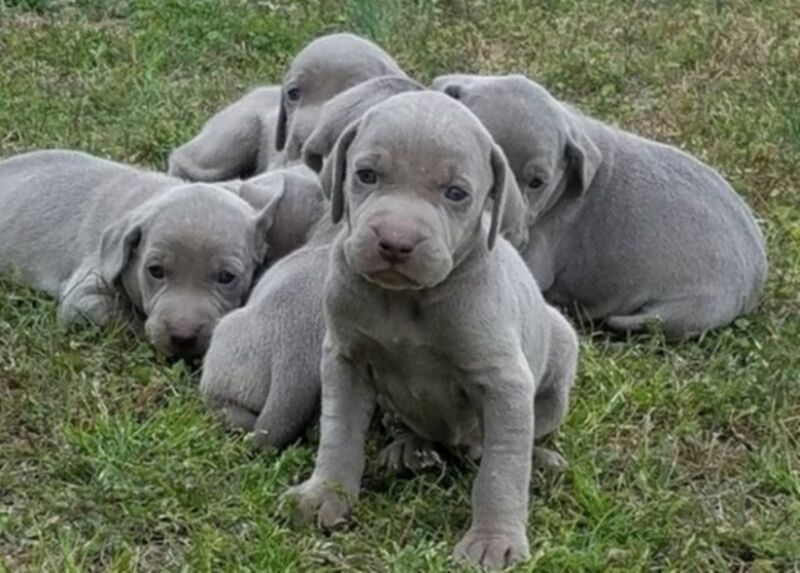 Lovely Healthy Weimarane Puppies for sale