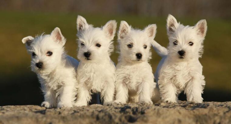 Beautiful West Highland White Terrier Puppies for
