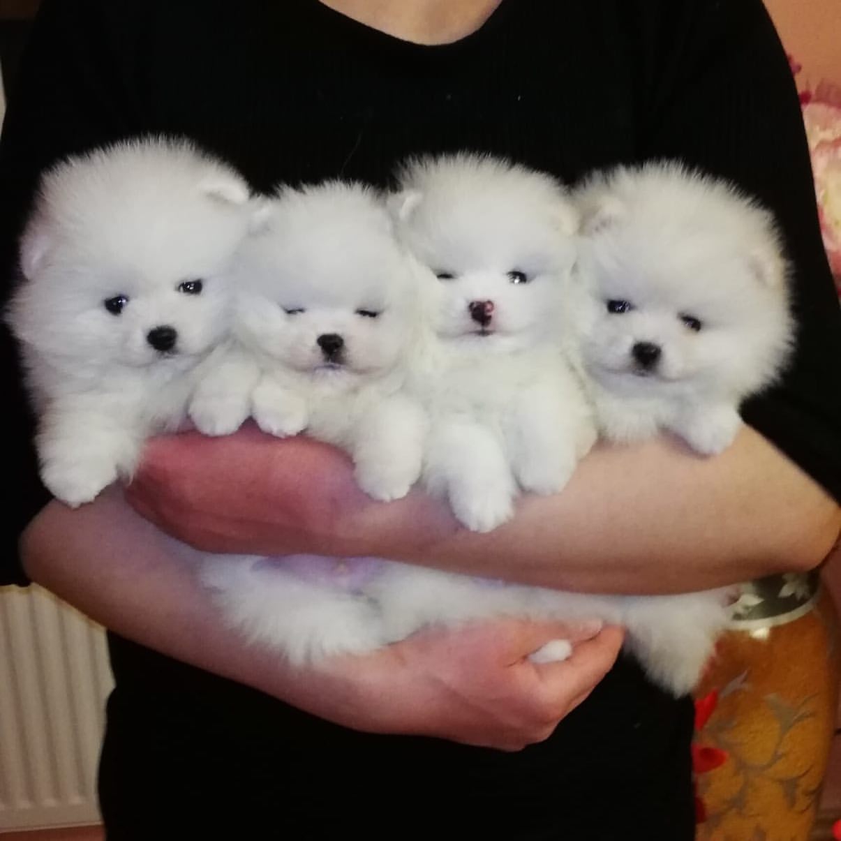 LOVELY POMERANIAN PUPPIES FOR ADOPTION