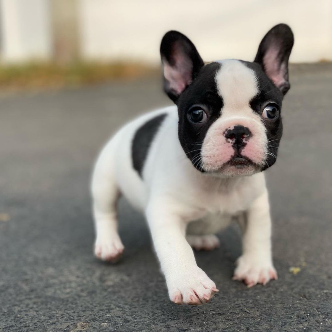 Well Trained French Bulldog puppies