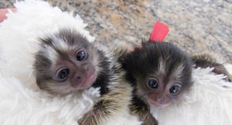 marmoset Monkeys For Sale