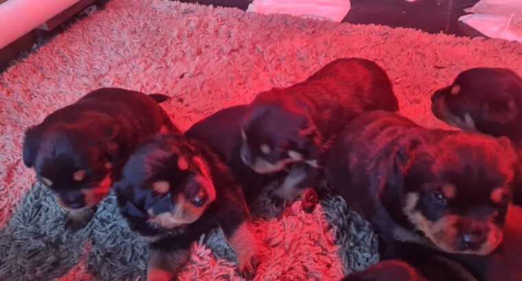 Rottweiler Puppies For Sale.
