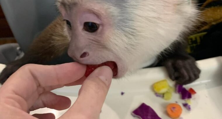 CUTE CAPUCHIN MONKEYS FOR REHOMING