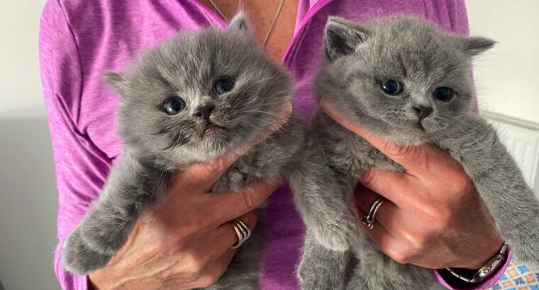 5 blue British shorthair kittens