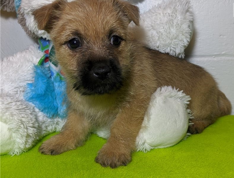 Super Cute cairn-terrier Puppies for sale.