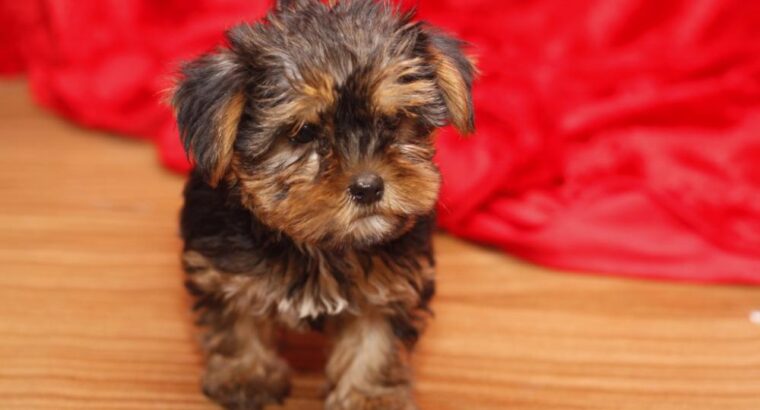 cute Yorkshire Terrier puppies