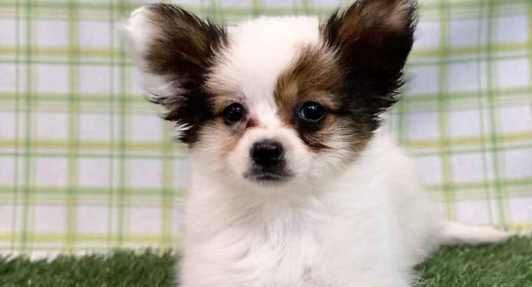 Adorable male and female Papillon Puppies for sale