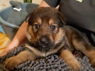 Super Cute and Adorable German Shepherd puppies