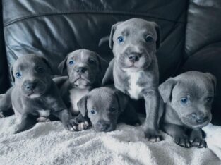 Blue Staffy Puppies Staffordshire Bullterrier
