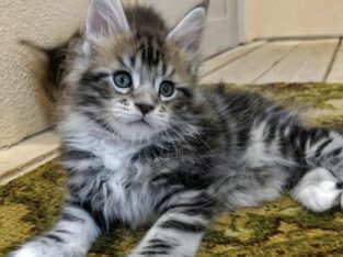 Maincoon kitten for new home