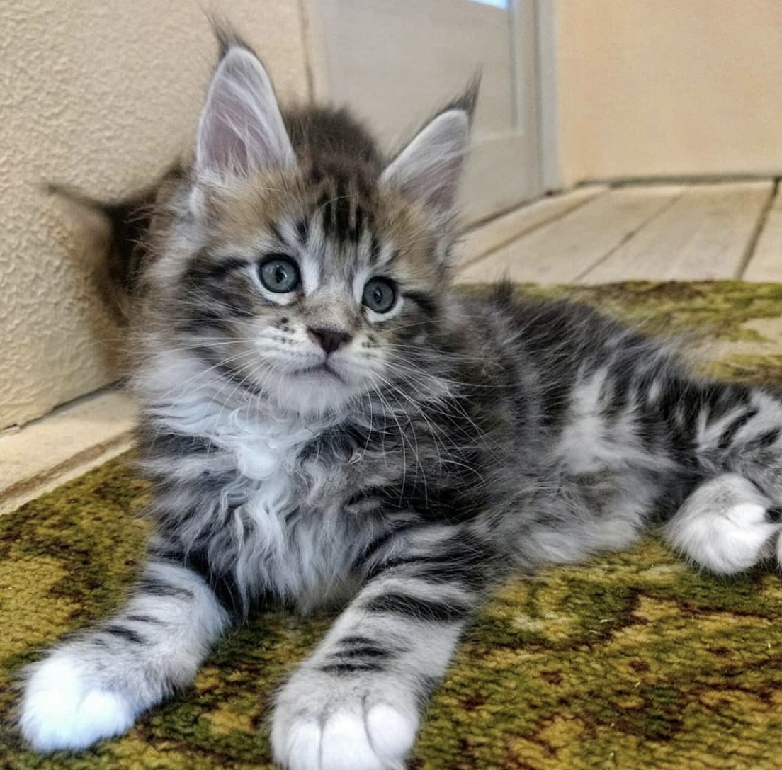 Maincoon kitten for new home