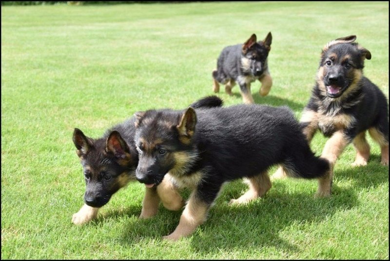 Adorable German Shepherd puppies