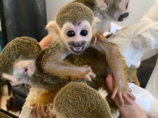 Marmoset Monkeys Available Now
