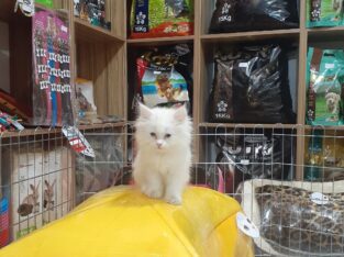 White kitten available