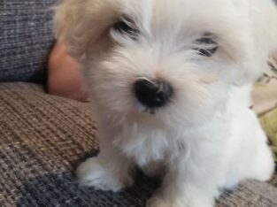 Beautiful white Maltese Puppies Available Free Two