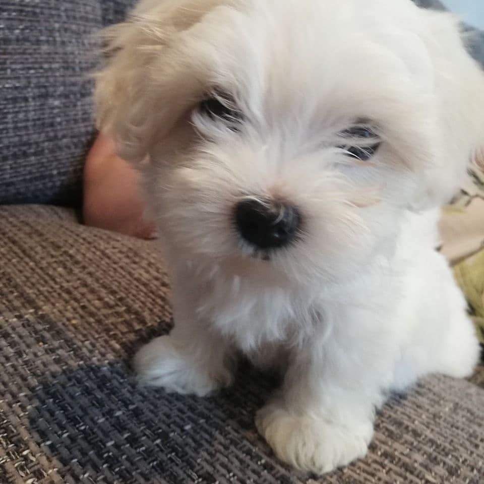 Beautiful white Maltese Puppies Available Free Two