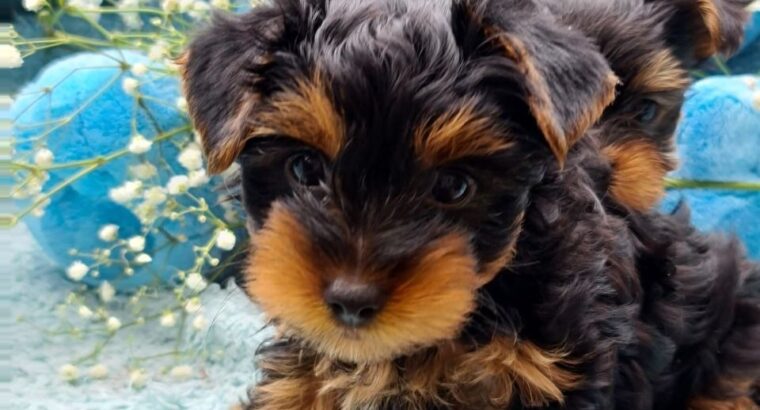 Beautiful Yorkie Puppy Available