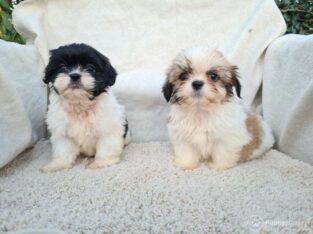 Shih Tzu puppies Beautiful
