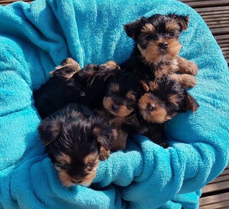 Adorable Teacup Yorkie Puppies +447440524997
