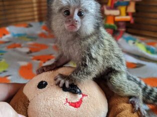 babies pygmy marmoset Capuchin monkeys for sale