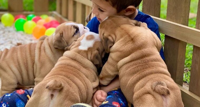 Adorable outstanding English Bulldog puppies ready