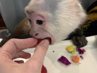CUTE CAPUCHIN MONKEYS FOR REHOMING