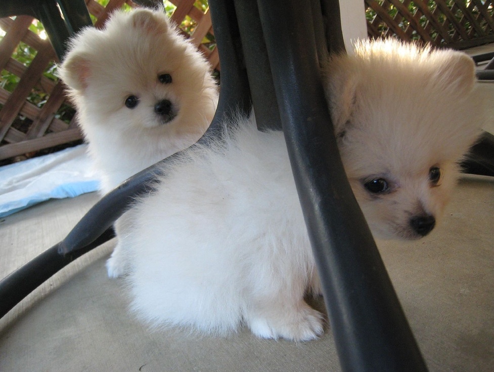 Cute Toy Pomeranian Puppies available now.