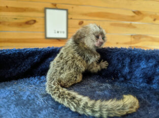 babies pygmy marmoset Capuchin monkeys for sale